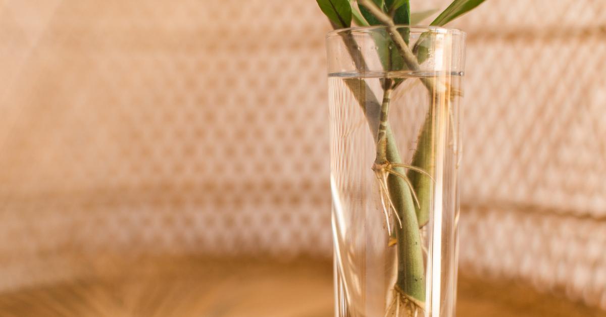 Planting Parenting: How to Propagate a ZZ Plant