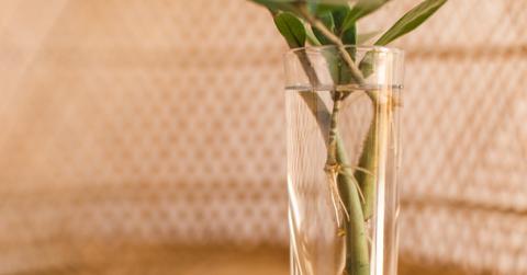 ZZ plant propagating in jar with water