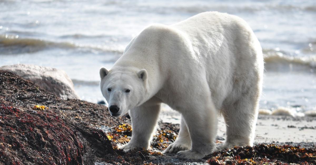 Polar bear stands on shore of Hudson Bay. 