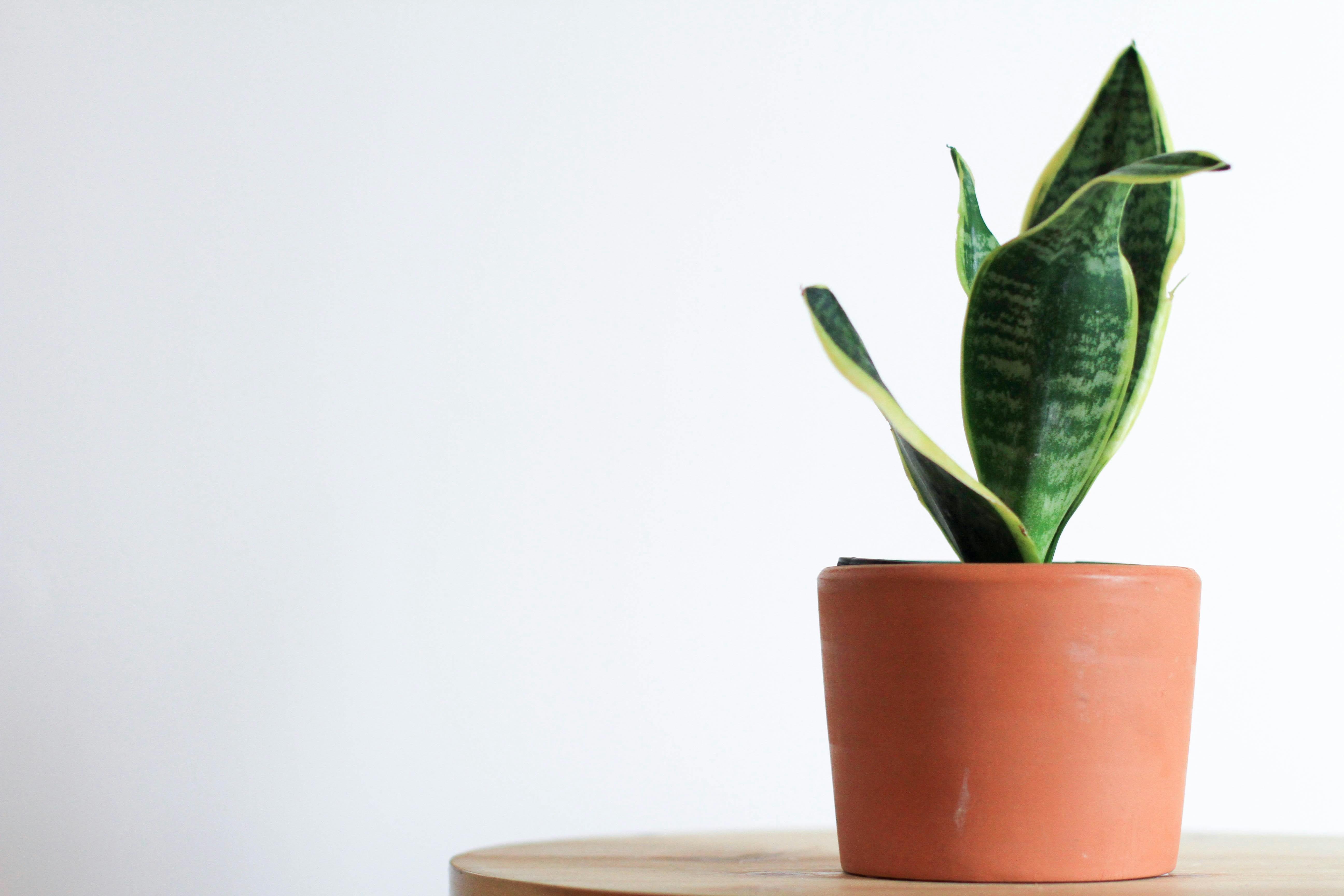 A snake plant is pictured potted in an orange pot.