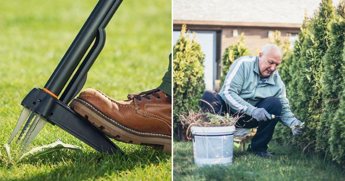 (L) A gardener using Amazon's weed-puller tool. (Cover Image Source: Amazon) | (R) Senior man cleaning the grass of weeds. (Representative Cover Image Source: Getty Images | vitapix)