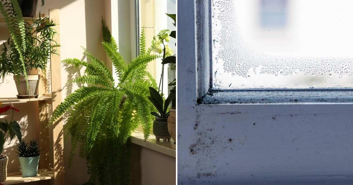 (L) Housplants in a corner near the window. (R) Condensation and mould in a window caused by dampness and humidity. (Representative Cover Image Source: Getty Images | (L) Liudmila Chernetska, (R) Olga Dobrovolska)