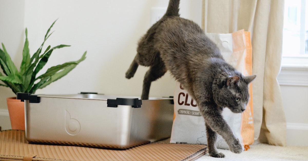 Can you put cat poop down the clearance toilet