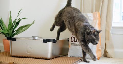 How to dispose of cat poop in an eco-friendly way