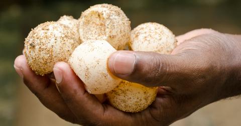 sea turtle eggs