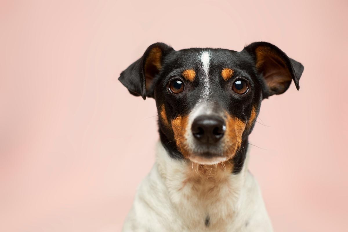 Jack Russell Terrier against a pink background