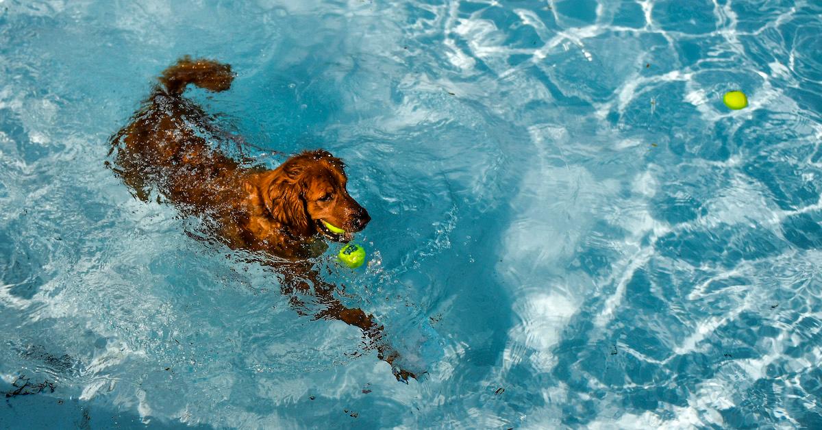 Cool down shop dog