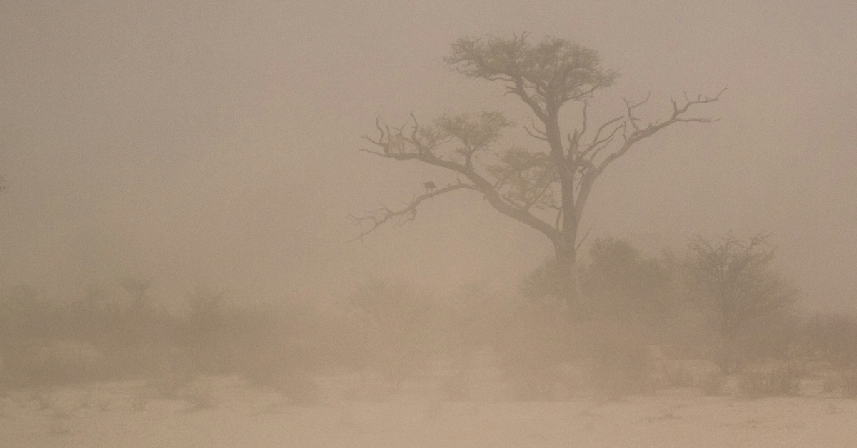 A tree is barely visible through a cloud of dust