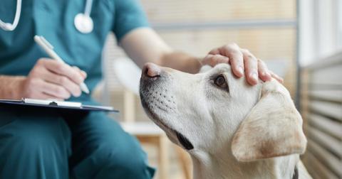 A dog getting checked out at the vet.