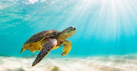sea turtle population growth