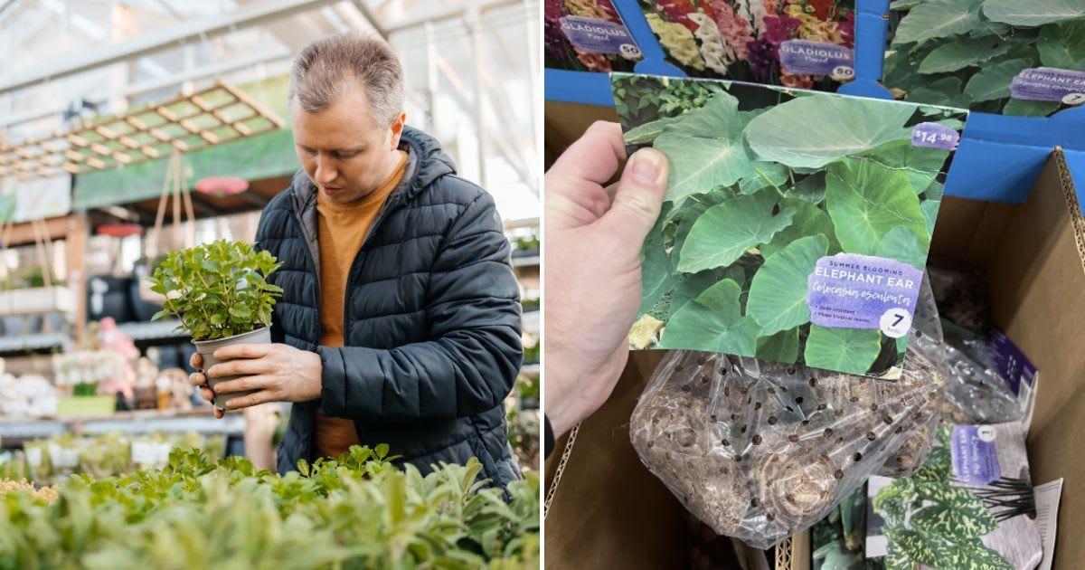 (L) Man buying plants from a retail store. (Representative Cover Image Source: Getty Images | Elena Medoks) | (R) Shopper holding a bag of Elephant Ear bulbs. (Cover Image Source: Reddit | u/twiffytwaf)