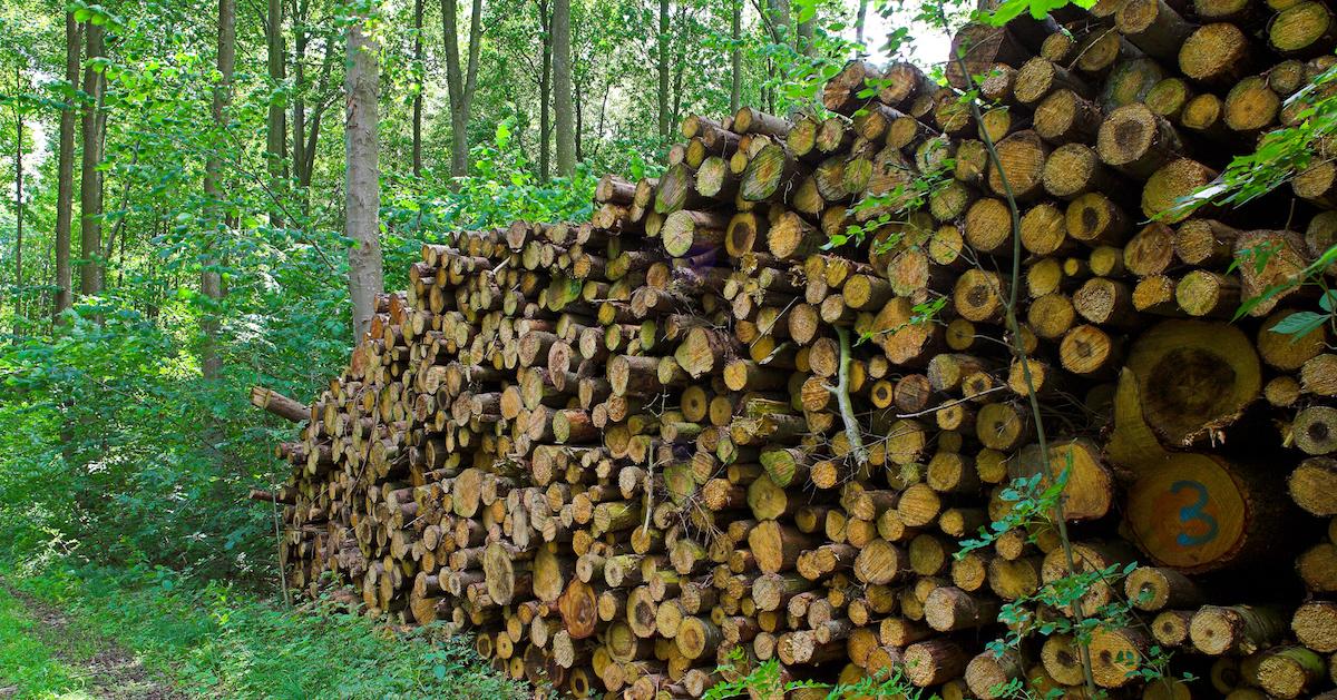 difference between deforestation and logging