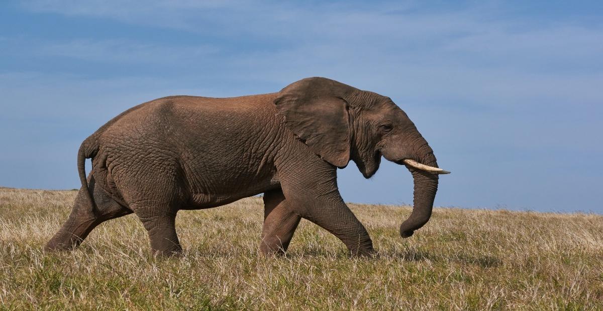 An elephant walks through the brush.