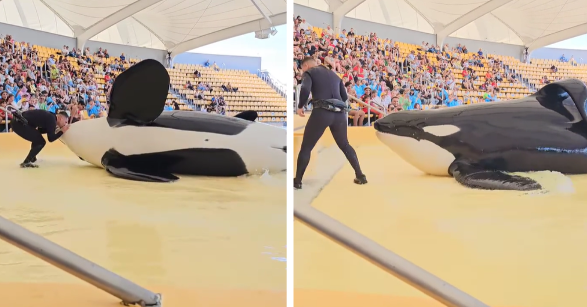 Keto the Orca performs a show at Loro Parque prior to his death