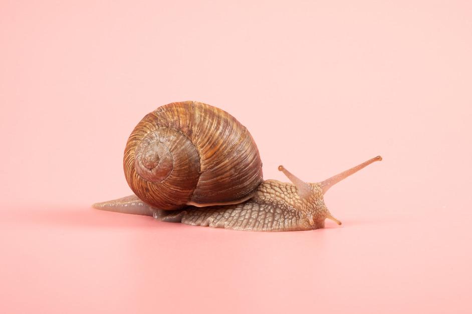 A close up of a grape snail in front of a pink background.