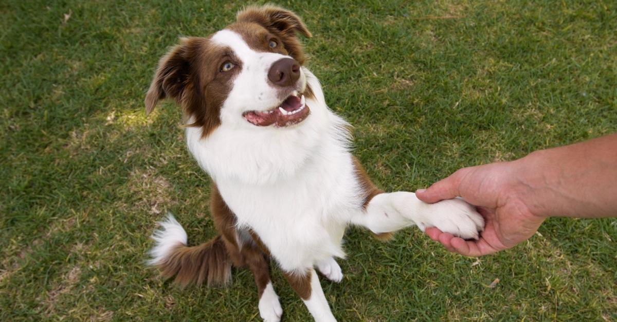 A dog shaking his paw. 