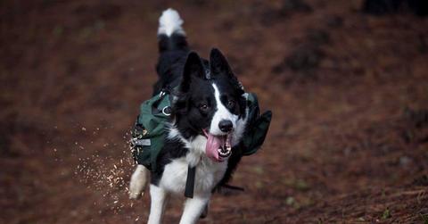 Border Collie runs in a forest