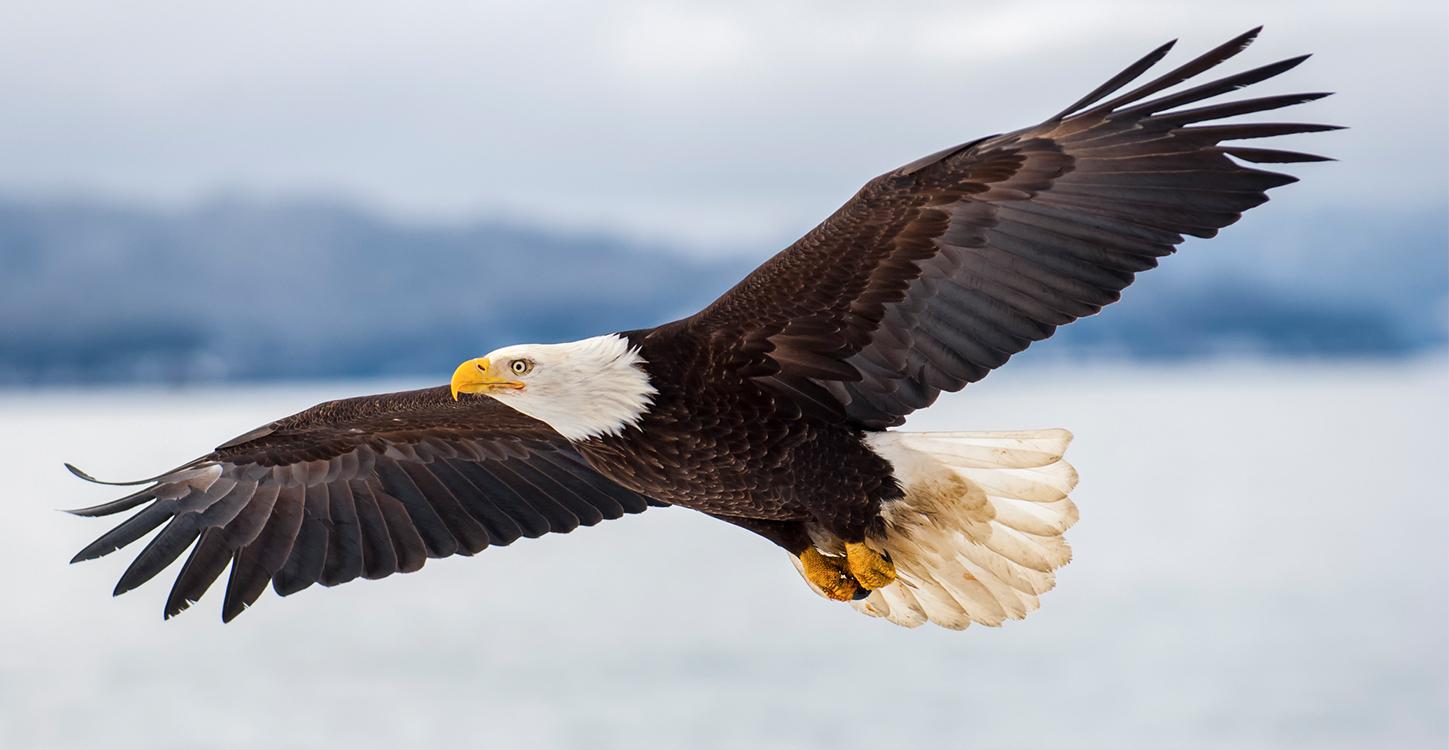 BaldEagle