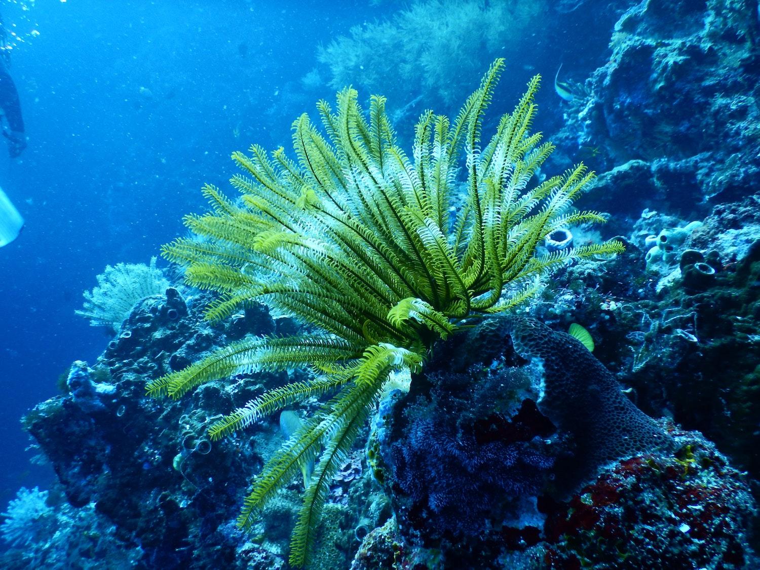 aquatic close up coral