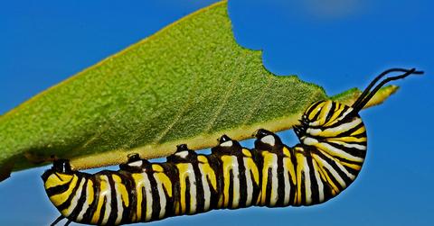 Scientists Discover How Wax Worms Could Be The Answer To Plastic Waste