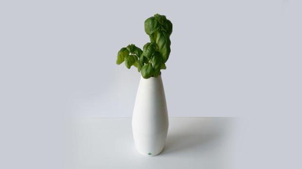 Amphora white planter with green leaves growing out of it