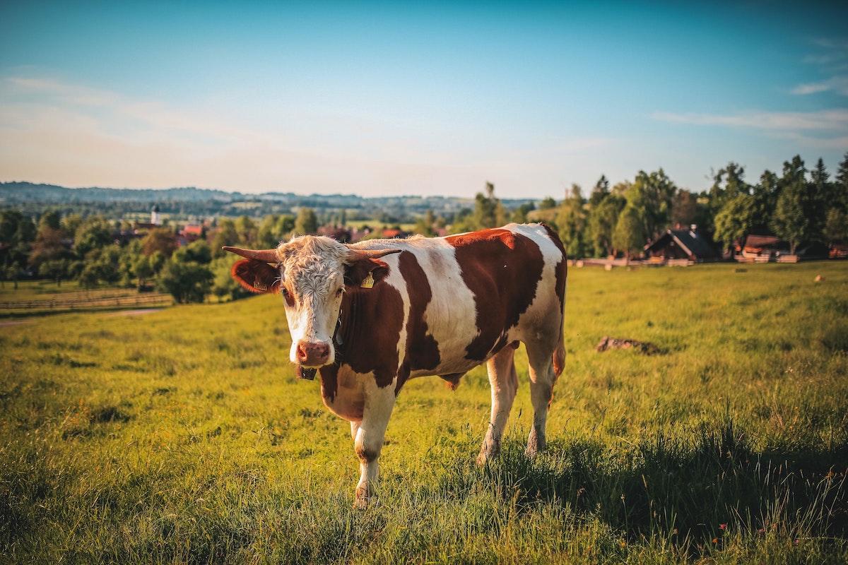 agriculture animal cow