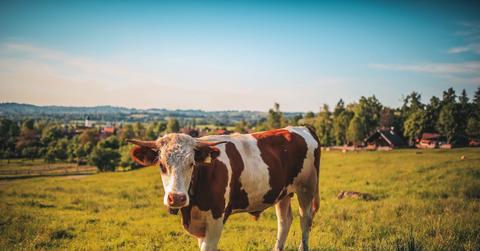 agriculture animal cow