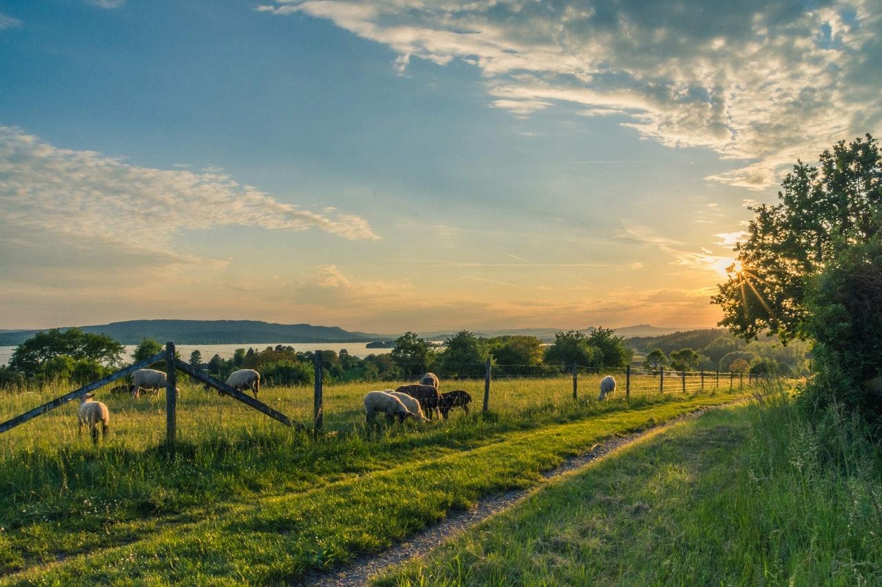 lake constance sheep pasture sheep blue