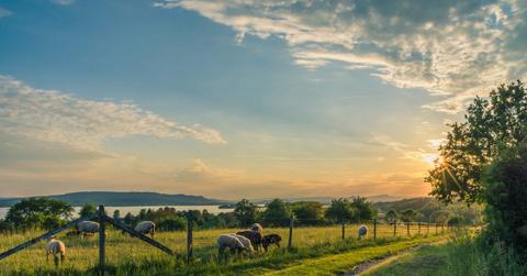 lake constance sheep pasture sheep blue