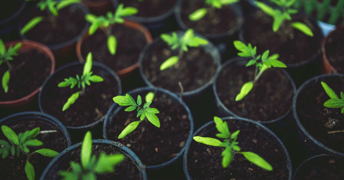 potted plants