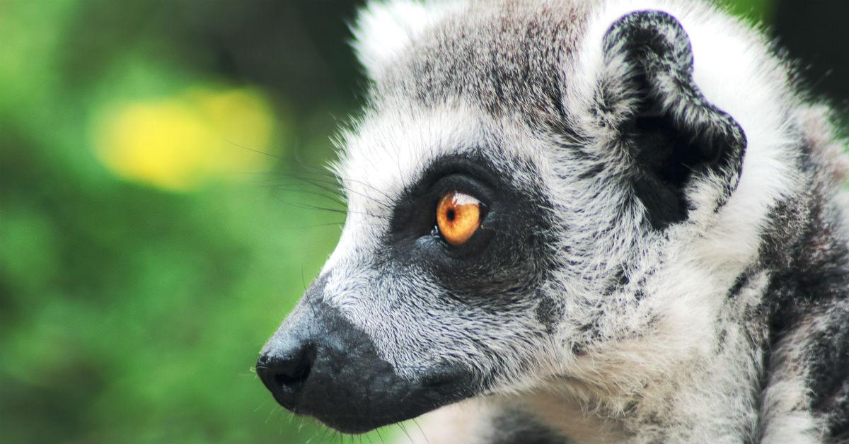 lemurcloseup