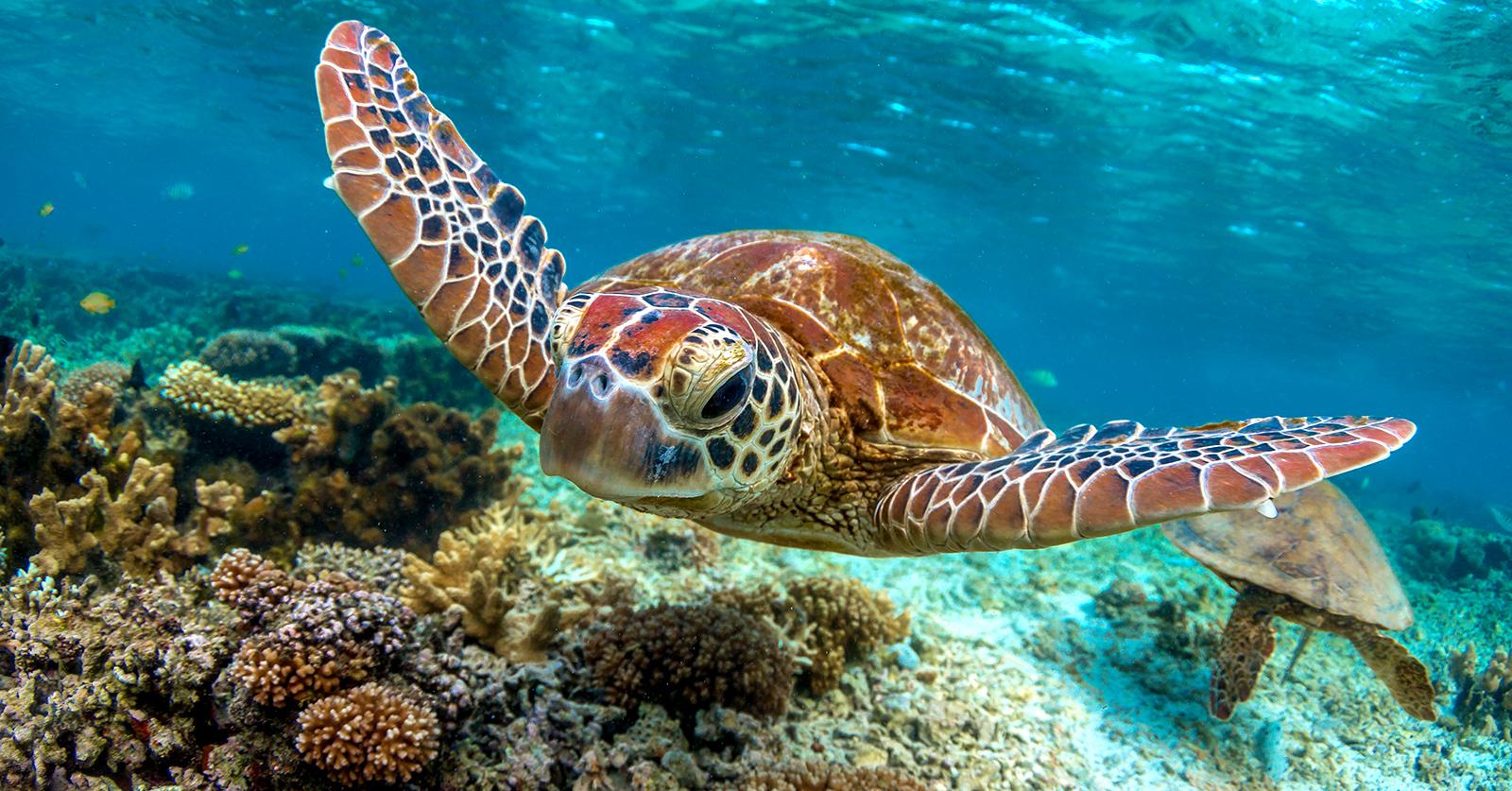 GreatBarrierReef