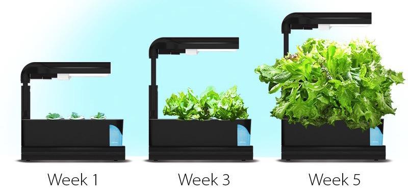 Aerogardens shown at week 1, 3, and 5.