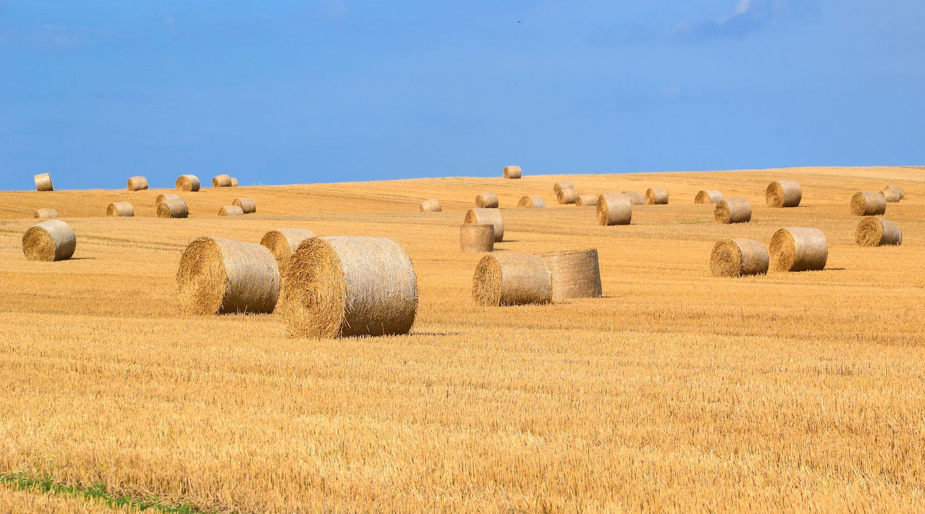 farmland