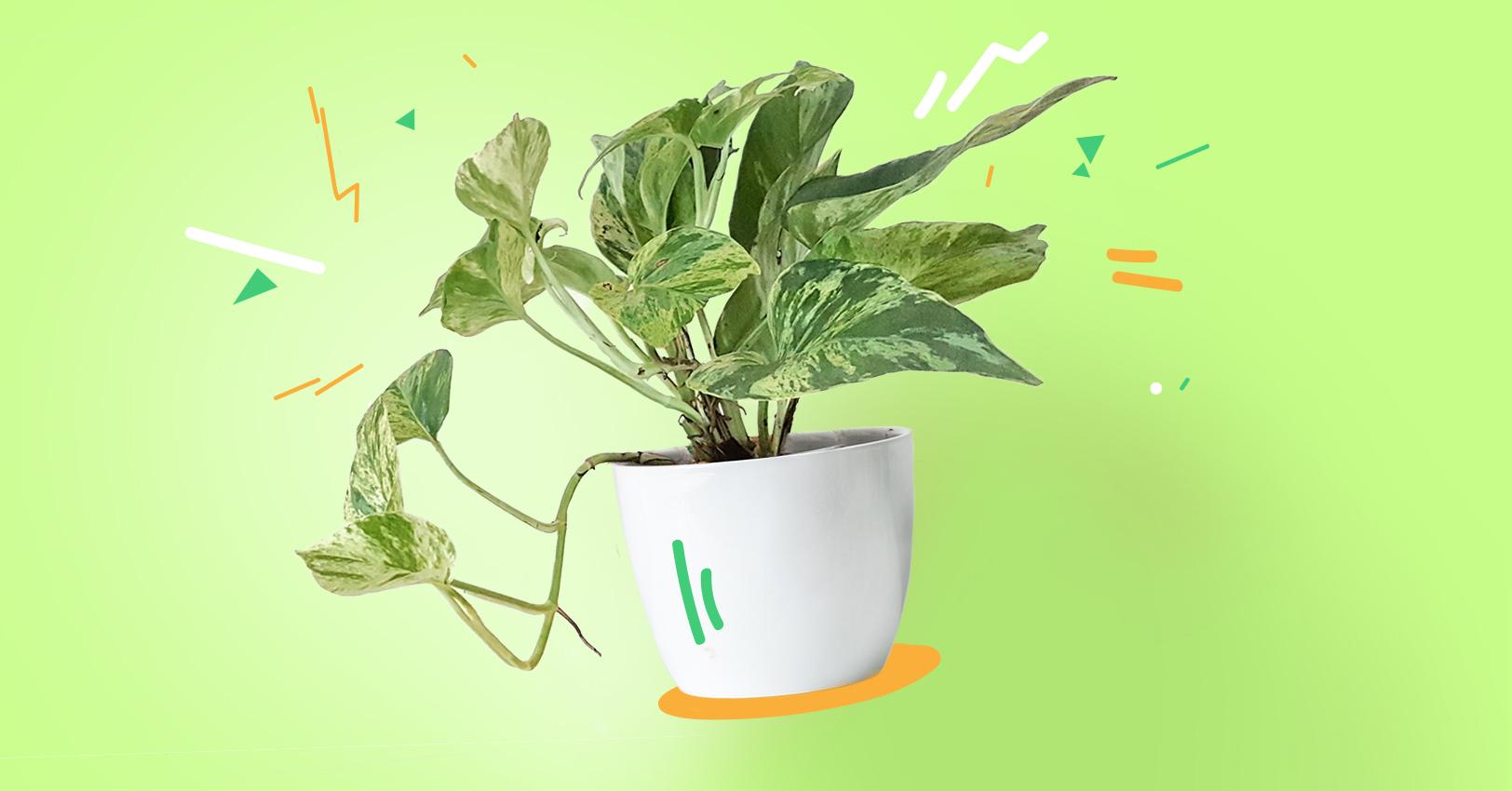 GM PlantPersonalities Pothos