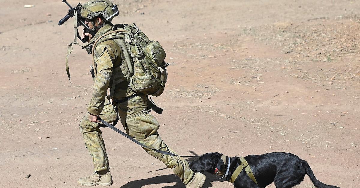 Why "No Paws Left Behind Afghanistan" Is Trending on Twitter Right Now