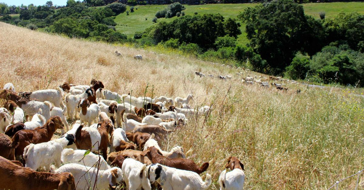 Why Goat Rentals Are An EcoFriendly Business