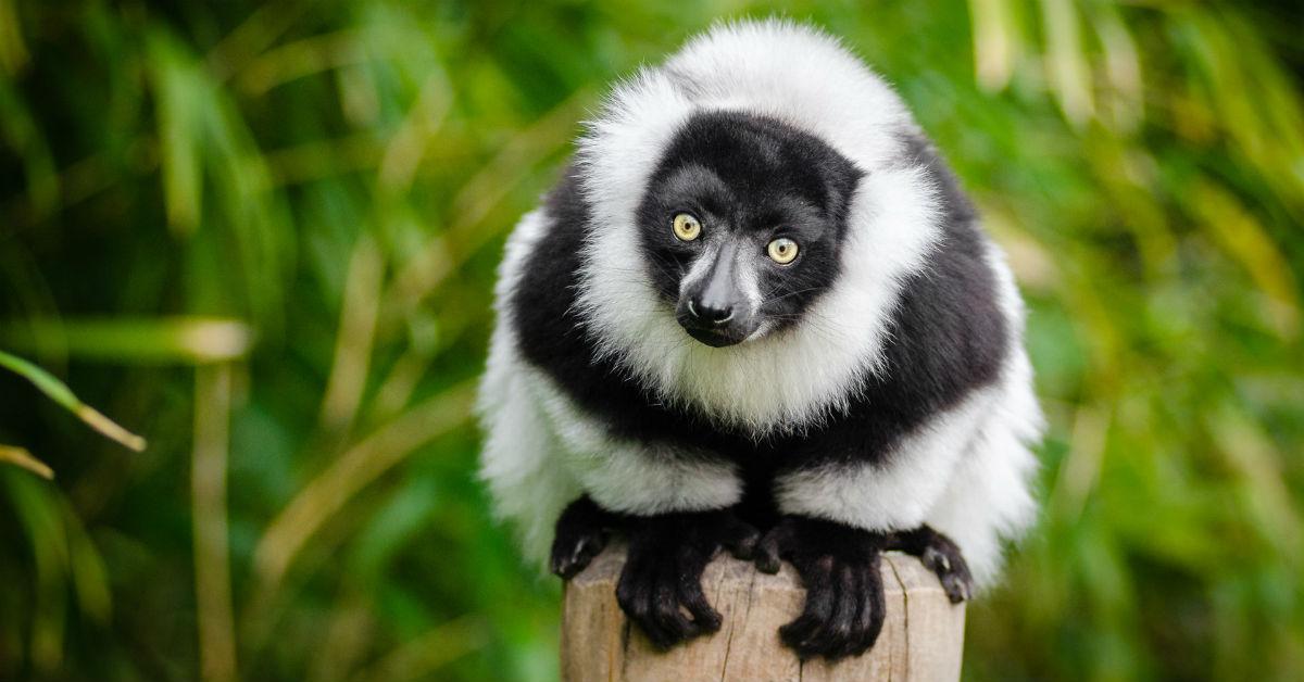 lemur