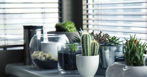 pots plants cactus succulent