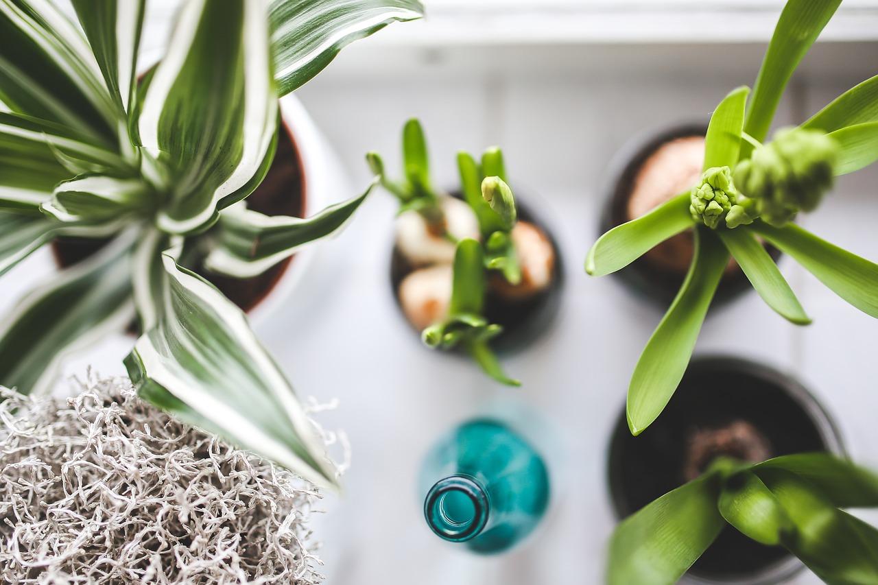 These Are The Best Houseplants For Filtering The Air In Your Home