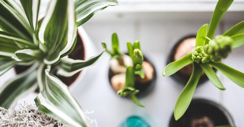 These Are The Best Houseplants For Filtering The Air In Your Home
