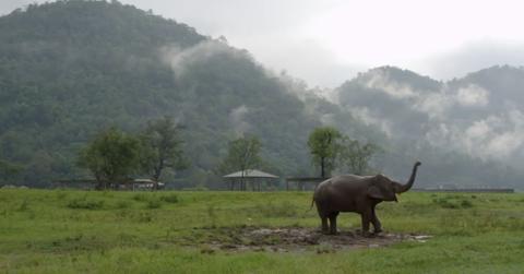 loveandbananaselephant