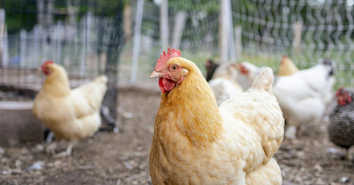 Hens on farm outside