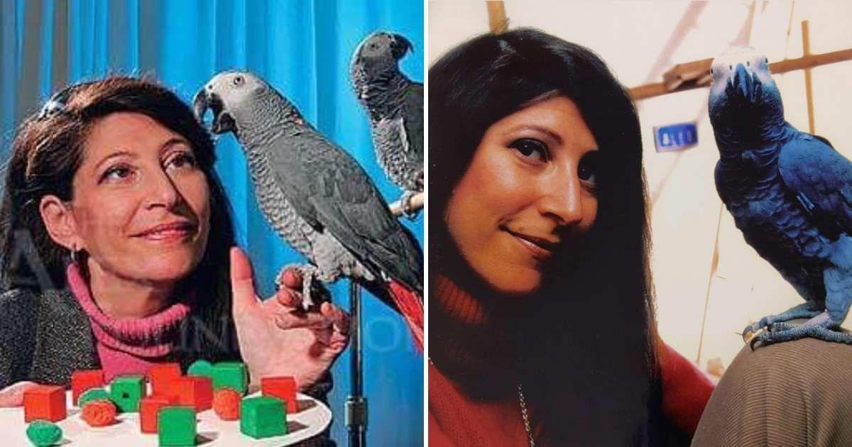 Animal psychologist and scientist Dr. Irene Pepperberg is training parrots in intelligent learning methods. (Cover Image Source: Instagram | @thealexfoundation)