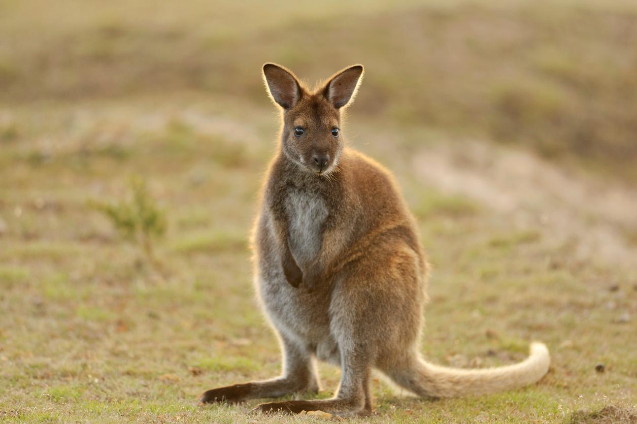 A red-necked wallaby is photographed in a field at Mount William National Park in Tasmania.