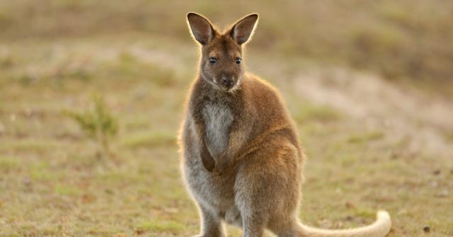 These Animals Cannot Physically Walk Backwards