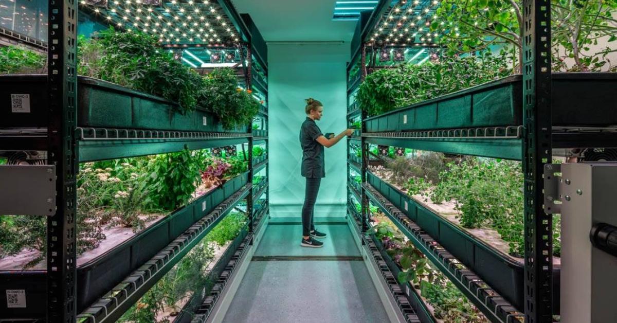 Farm.One employee checks the vertical farm crop. 