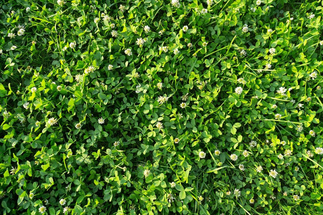 Patch of clover lawn