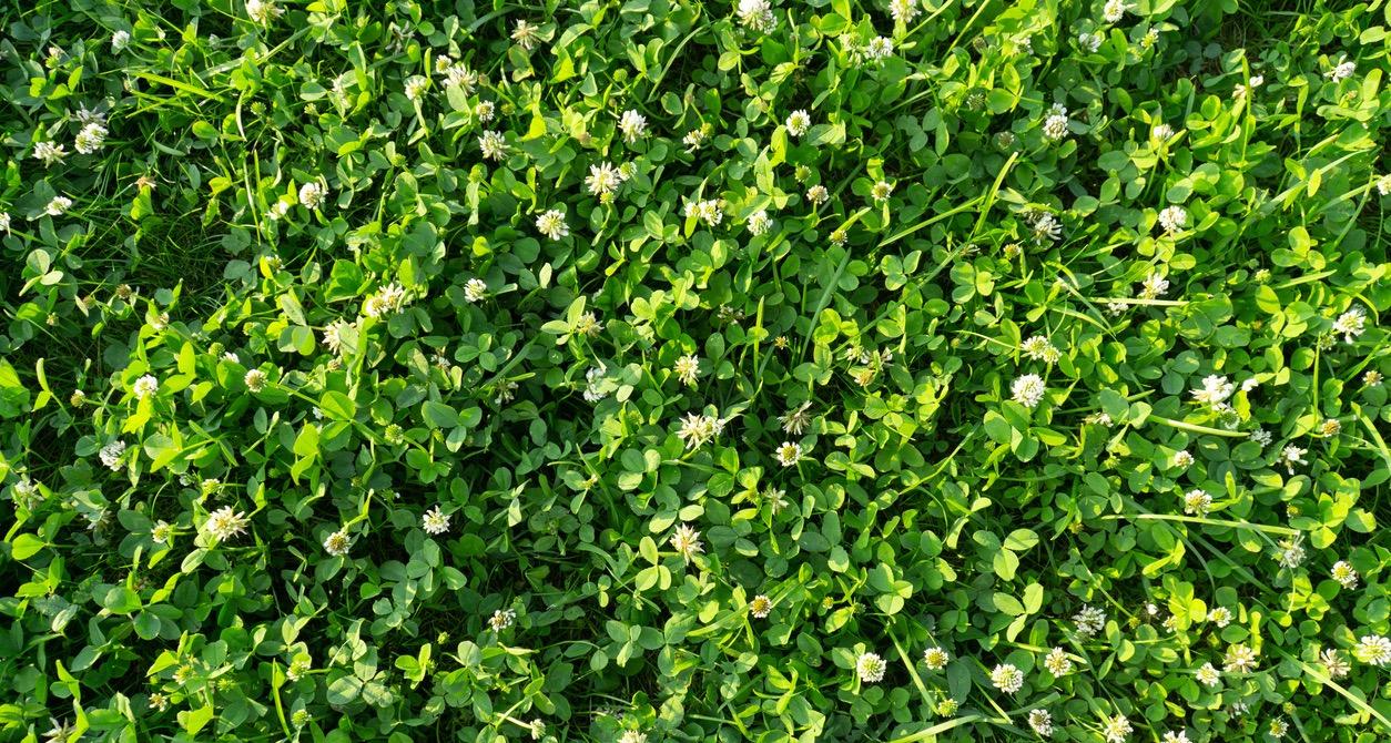 Clover Lawn Benefits Beautiful Eco Friendly And Easy 6383