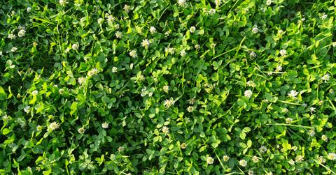 Patch of clover lawn